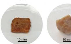 基于高粱的支架扩大了实验室培育猪肉的选择