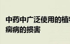 中药中广泛使用的植物可以保护神经元免受癫痫病的损害