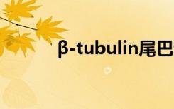 β-tubulin尾巴调节动态不稳定